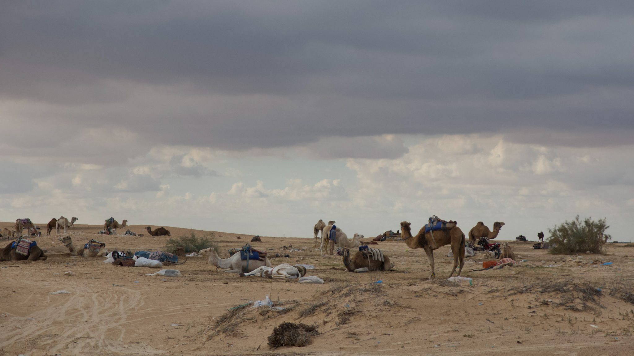 A group of camels resting on sandy terrain under a cloudy sky in Douz, Tunisia.