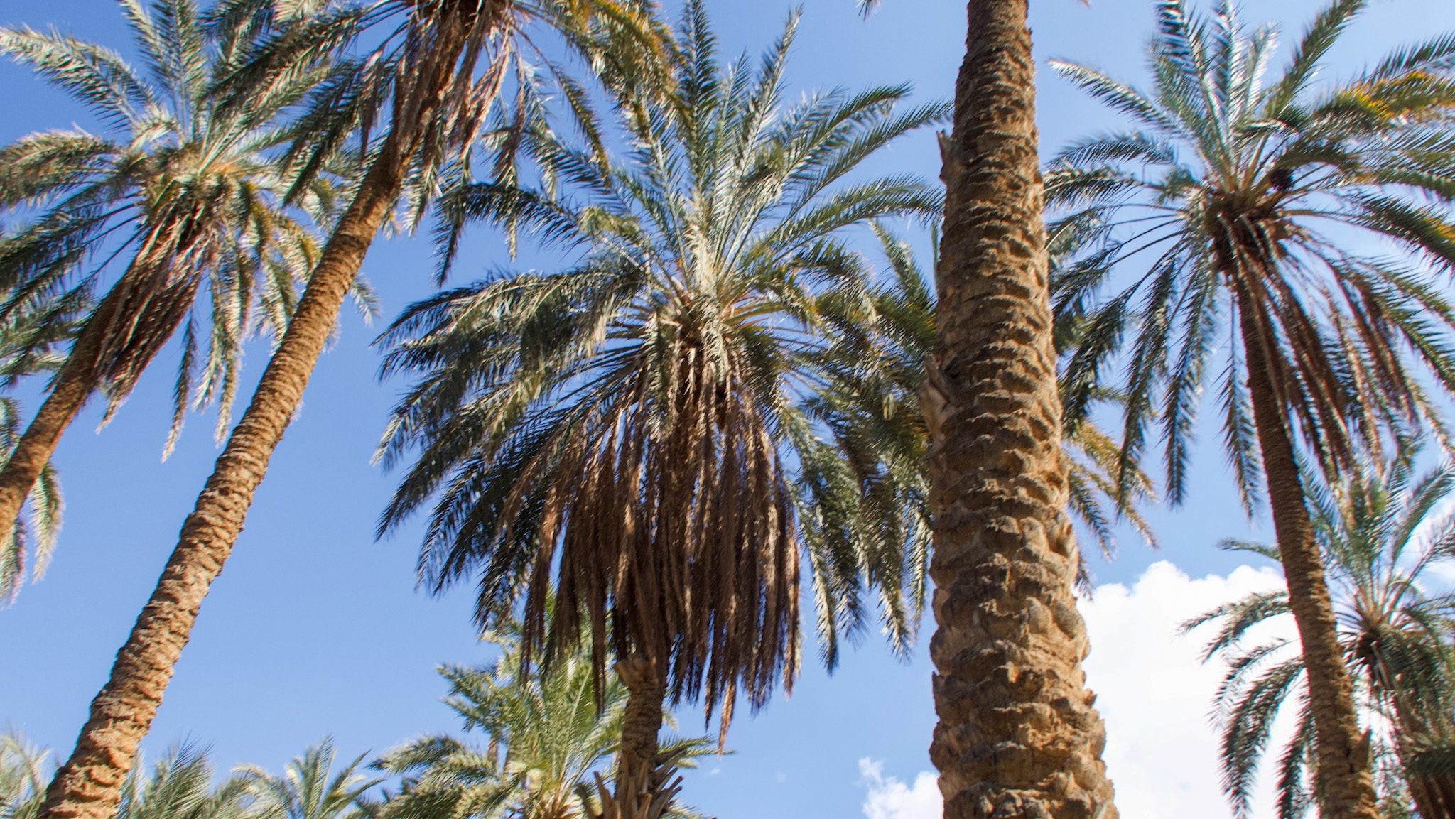A view of tall palm trees against a bright blue sky, showcasing the lush green fronds and textured trunks.